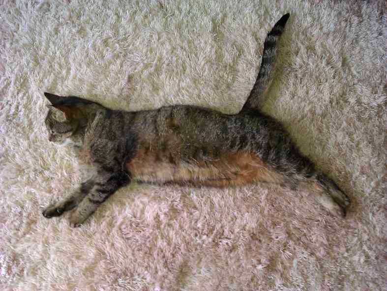 Mig the cat